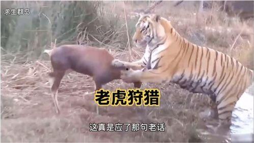 王老虎被爆料了吗视频,揭秘背后真相  第1张